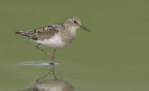 9 Days Beidaihe Birding Tour