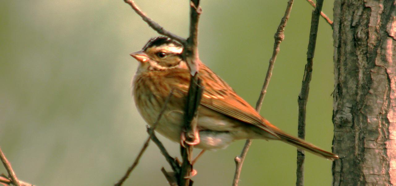 9 Days Beidaihe Birding Tour