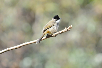 Bird-Watching in Sichuan