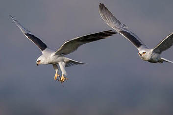 Zhalong Birding Tour-Dancing with Red Crowned Crane