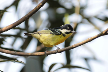 Bird-Watching in Sichuan