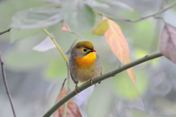 Bird-Watching in Sichuan