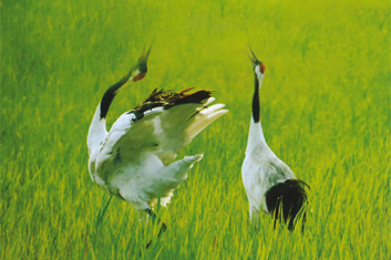 Zhalong Birding Tour-Dancing with Red Crowned Crane