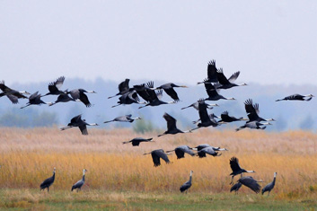 Zhalong Birding Tour-Dancing with Red Crowned Crane