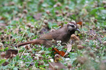 Bird-Watching in Sichuan