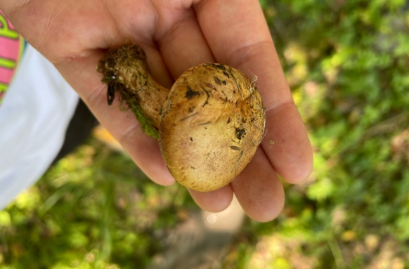 Mushroom pick up Mushroom pick up
